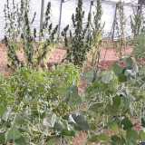 �...accanto alla canapa - spiega Misceo - ci sono specie come il basilico, la salvia e fagiolini rampicanti, accorgimento che migliora la resa del terreno�
